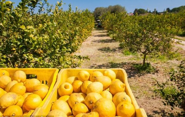 lemonia