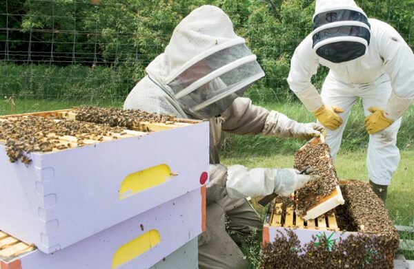 Honeybee research at Brad and Kim Mogen 06042015