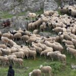 Λέσβο: Αποζημιώσεις 8 εκατ. ευρώ στους τυροκόμους λόγω αφθώδους πυρετού